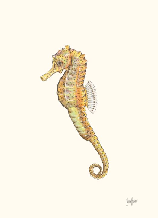 Seahorse