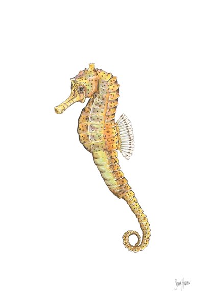 Seahorse